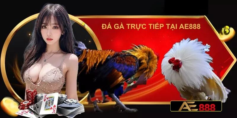 Đá gà trực tuyến tại AE888 casino